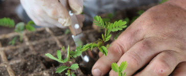 Antonio Augusto de Souza Coelho