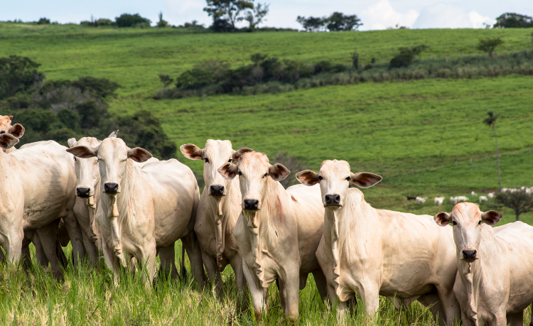 João Eustáquio De Almeida Junior mostra como o manejo de pastagens de qualidade eleva o desempenho do gado.