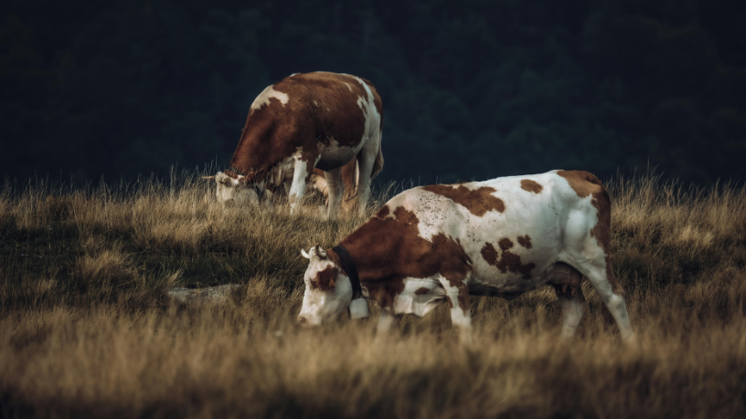 Entenda, com João Eustáquio De Almeida Junior, por que a saúde do pasto é essencial para otimizar resultados no gado.